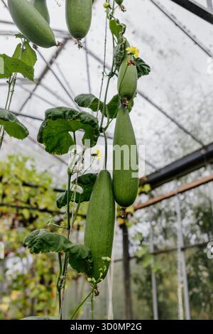 Gourdes de luffa vert poussant sur des vignes à l'intérieur de la serre Banque D'Images