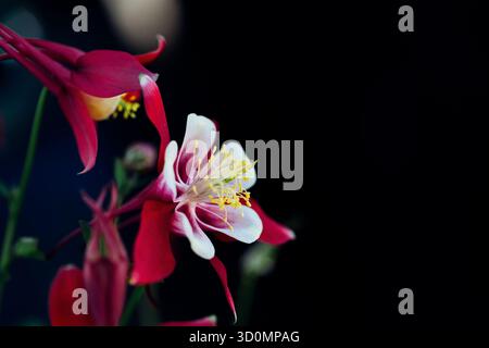 Close up image de fleur rouge Banque D'Images