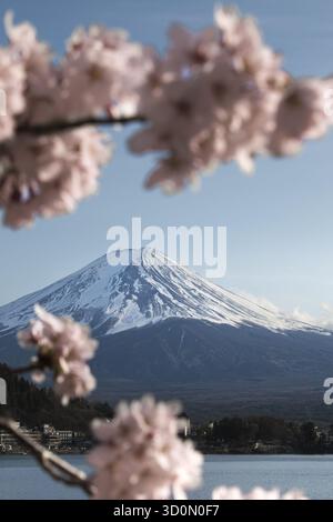 Vue des fleurs de cerisier rose doux encadrant le majestueux sommet enneigé du mont Fuji, un contraste serein avec le ciel bleu clair, Fujikawaguchiko, Yamanashi, Japon. Banque D'Images