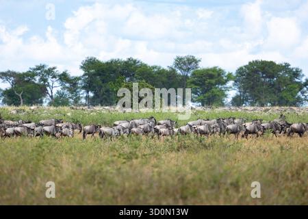 Vue d'un vaste troupeau de gnous, leurs manteaux gris frappent contre l'herbe dorée de savane, se déplaçant vers les arbres verts lointains, rivière Mara, région de Mara, Tanzanie. Banque D'Images