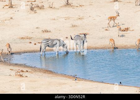 Vue sur les zèbres et les antilopes se rassemblent à un point d'eau, leurs reflets scintillant dans l'eau claire sous le soleil, parc national de Hwange, Matabelel Banque D'Images