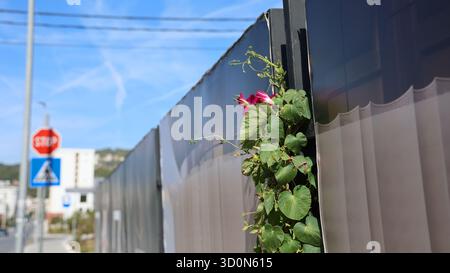 Une plante vibrante de gloire matinale grimpe une clôture dans un environnement urbain. La scène présente un panneau d'arrêt et des bâtiments en arrière-plan, baignés de lumineux Banque D'Images