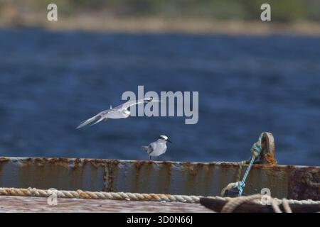 Least Tern (Sternula antillarum), deux immatures ou plumées en hiver, sur un petit quai à Antigua-et-Barbuda, Antilles. Banque D'Images