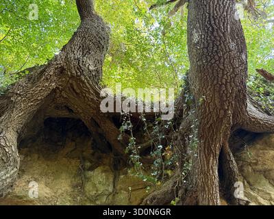 Arbre avec tronc fendu et racines exposées poussant dans un Somerset holloway, une ancienne route creusée. Le côté du holloway, vu du chemin Banque D'Images