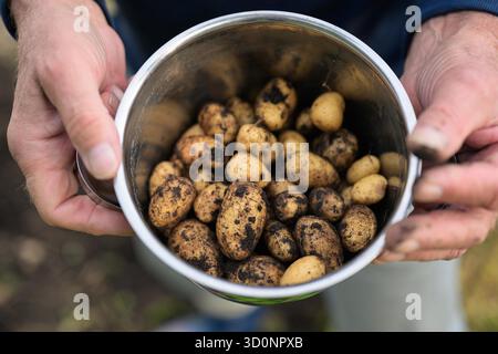 Pommes de terre fraîchement creusées dans un seau en métal dans les mains d'un agriculteur Banque D'Images