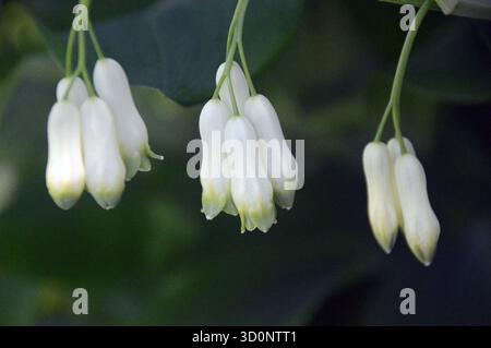 White Polygonatum Multiflorum 'Common Solomon's Seal' fleurs exposées dans les frontières au RHS Garden Harlow Carr, Harrogate, Yorkshire, Angleterre, Royaume-Uni. Banque D'Images