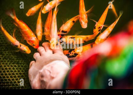 Beaucoup de petits poissons Kangal orange grignotent sur la peau morte et kératinisée du pied d'une femme. Pédicure naturelle au Sri Lanka. Ferme d'attraction sri-lankaise avec des docteurs de poissons. Traitement Garra Rufa Banque D'Images