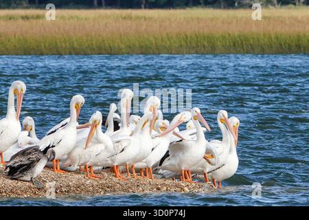 Les pélicans blancs migrateurs américains se dressent avec des pélicans bruns de l'est locaux sur le banc de crabe dans Bullyard Sound près de l'île de Palms, Caroline du Sud. Le pélican blanc passe la majeure partie de sa vie à l'intérieur de l'Amérique du Nord, migrant vers le sud pour l'hiver. Banque D'Images