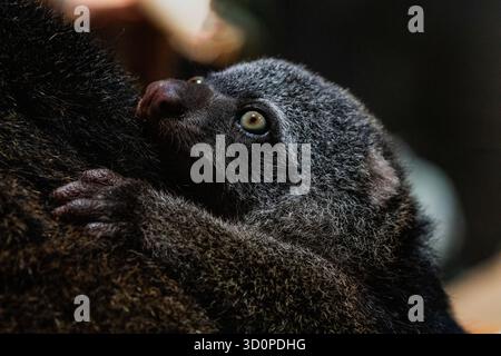 Ours cuscus, Phalanger maculatus avec bébé sur le dos. mignon petit animal de couleur sombre avec une longue queue et des pattes tenaces avec des griffes. Vit dans les arbres Banque D'Images
