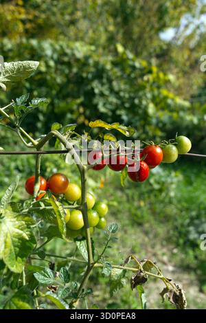 Un groupe vibrant de tomates cerises mûrit sur la vigne, présentant un gradient de teintes vertes à rouges au milieu d'un feuillage luxuriant, capturant le rythme de la nature Banque D'Images