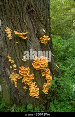 Poulet mature des grappes de champignons des bois sur un grand tronc d'arbre dans une forêt verte, Tata, Hongrie. Banque D'Images