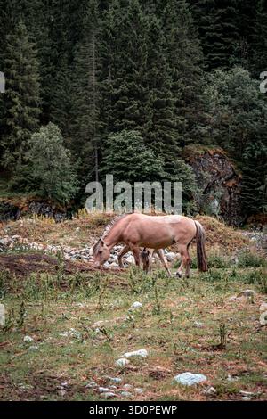 Chevaux qui paissent dans la prairie près de la forêt. Banque D'Images