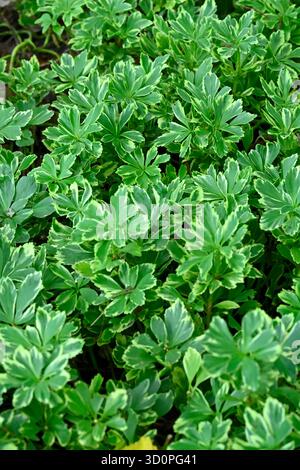 Feuillage vert et crème à feuilles persistantes panachées de l'éperon japonaise Pachysandra terminalis 'variegata' jardin britannique septembre Banque D'Images