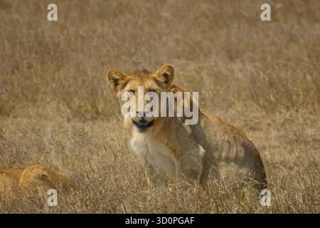 Lion dans la savane Banque D'Images