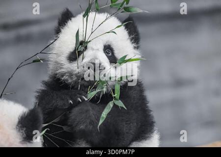 Panda géant, Ailuropoda melanoleuca, environ 6 mois, gros plan. deux petits pandas mignons jouant l'un avec l'autre. Portrait d'un bébé panda sele Banque D'Images