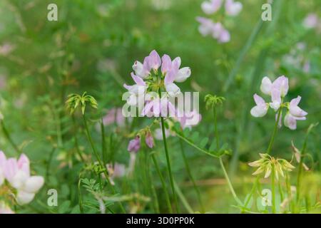 Coronilla avec des fleurs pousse dans le jardin de chalet. Fleur rose éclatante. Vesce de couronne violette. Journée ensoleillée. Plante de la famille des légumineuses. Banque D'Images