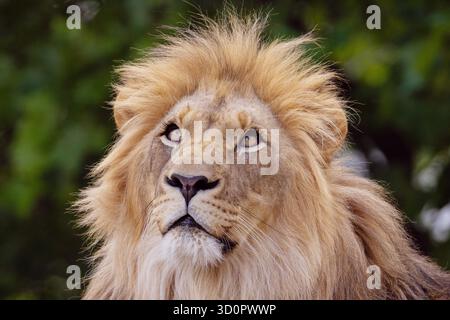 gros plan d'une tête de lion. le lion a une crinière épaisse, montrant les détails fins de sa fourrure et de ses caractéristiques. portrait masculin de lion sur fond naturel vert Banque D'Images