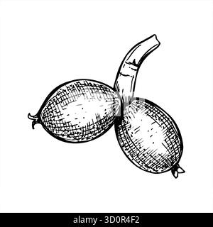 Noix de maturation ou gousses de fruits sur dessin de gravure vectorielle de tige peint par des encres noires. Monochrome baies de croissance illustration graphique réaliste d'esquisse. Illustration de Vecteur