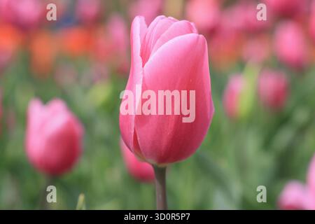 Tulipes. Gros plan. ROYAUME-UNI. Tulipa Happy Family. Fleurs rose foncé de Tulip Happy Family Banque D'Images