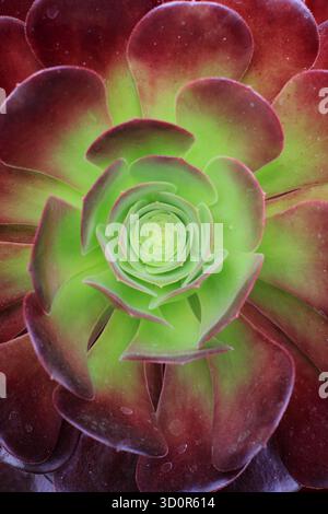 Rosette de feuilles violettes et vertes profondes d'Aeonium 'Zwartkop', une succulente vivace à feuilles persistantes également appelée Aeonium arboreum 'Arnold Schwarzkopff' Banque D'Images