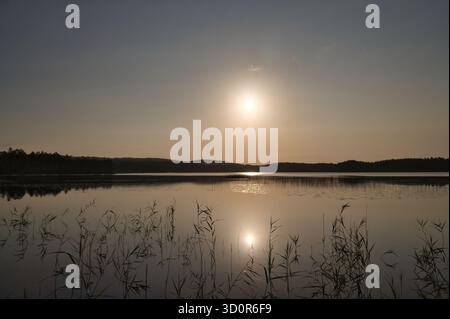 La lumière dorée se reflète dans le lac tranquille, encadré par des roseaux et la forêt. Un moment tranquille plein d'harmonie et de beauté naturelle. Banque D'Images
