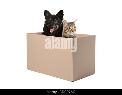 Chat mignon et chien assis dans une boîte en carton sur fond blanc Banque D'Images