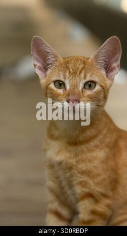 Portrait en gros plan d'un chat au gingembre avec une lumière naturelle douce Banque D'Images