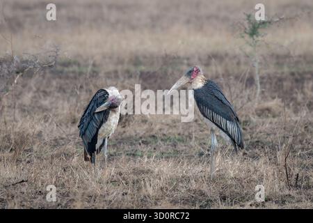 Deux cigognes de Marabou (Leptoptilos crumenifer), un grand oiseau de la famille des cigognes Ciconiidae originaire d'Afrique subsaharienne. Serengeti Banque D'Images