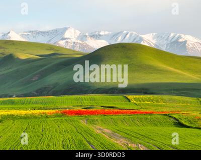 Composition spectaculaire de coquelicots rouges, collines verdoyantes cultivées, et toile de fond de hauts sommets enneigés Banque D'Images