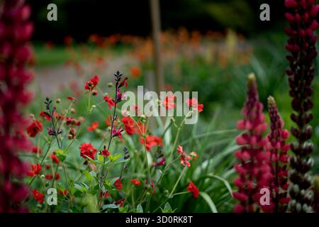Gros plan de fleurs de lupin rose. Un cliché magnifique et esthétique mettant en valeur l’élégance de la nature et la beauté florale. Banque D'Images