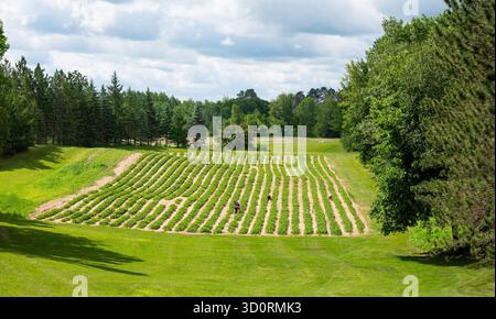 Rangées de plants de fraises au soleil, avec quelques personnes cueillant les baies, et nuages dans le ciel lointain. Banque D'Images
