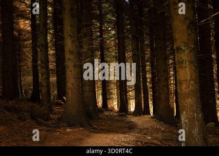 Paisible chemin boisé dans la forêt de Ticknock entouré de grands pins et de lumière d'automne dorée Banque D'Images