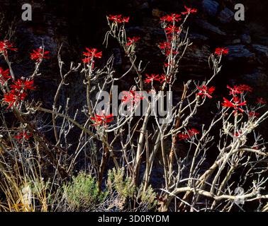 La plante de haricot de corail est un arbuste à fleurs bizarre ou un petit arbre trouvé dans les montagnes de Santa Catalina. Tucson, Arizona. Banque D'Images