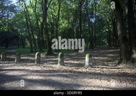 Chemin de terre partiellement à l'ombre à l'intérieur d'un parc avec des arbres voûtant dessus et des pylônes bordant une section de la route Banque D'Images