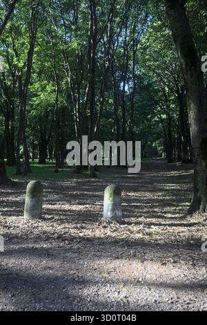 Chemin de terre partiellement à l'ombre à l'intérieur d'un parc avec des arbres voûtant dessus et des pylônes bordant une section de la route Banque D'Images