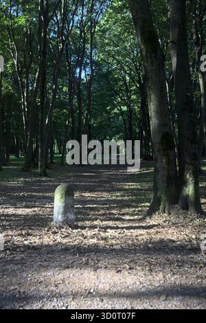 Chemin de terre partiellement à l'ombre à l'intérieur d'un parc avec des arbres voûtant dessus et des pylônes bordant une section de la route Banque D'Images