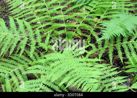 Gros plan de frondes de fougères vertes vibrantes dans une forêt, créant un motif naturel dense pour un arrière-plan. Banque D'Images