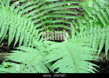 Gros plan de frondes de fougères vertes vibrantes dans une forêt, créant un motif naturel dense pour un arrière-plan. Banque D'Images