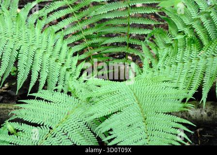 Gros plan de frondes de fougères vertes vibrantes dans une forêt, créant un motif naturel dense pour un arrière-plan. Banque D'Images
