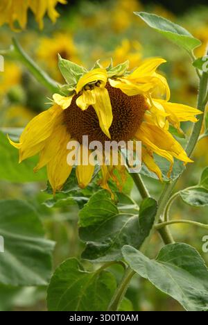 Un groupe de tournesols en pleine floraison, poussant à l'état sauvage dans un champ vert. Certaines des grosses têtes de fleurs tombent déjà vers le bas. Banque D'Images