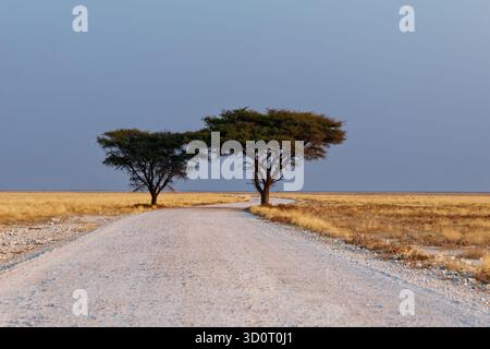 Route sale dans le parc national d'Etosha en Namibie, deux arbres et des plaines sans fin au coucher ou au lever du soleil, prairies sèches jaunes et ciel bleu. Banque D'Images