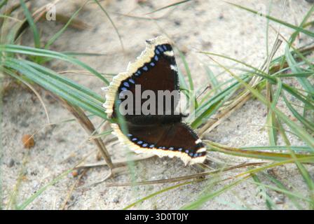 Papillon de voile de deuil dans Natural Dune Habitat Banque D'Images