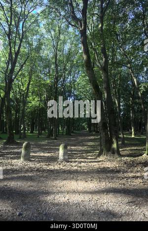 Chemin de terre partiellement à l'ombre à l'intérieur d'un parc avec des arbres voûtant dessus et des pylônes bordant une section de la route Banque D'Images