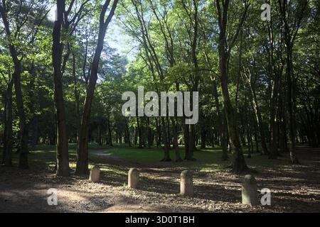 Chemin de terre partiellement à l'ombre à l'intérieur d'un parc avec des arbres voûtant dessus et des pylônes bordant une section de la route Banque D'Images