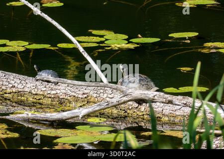 Schildkröte auf einem Baumstamm im Oberwaldsee Karlsruhe, Art invasif Banque D'Images