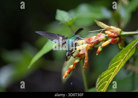 Hillstar à dos vert (Urochroa leucura) se nourrissant d'une fleur dans la forêt humide de Sumaco, province de Napo, Équateur. Banque D'Images
