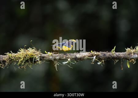 Euphonia à ventre orange (Euphonia xanthogaster) perchée sur une branche moussue dans la forêt nuageuse de Sumaco, Équateur. Banque D'Images