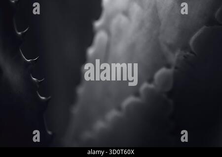 Photographie d’art noir et blanc capturant des fleurs sous forme abstraite, explorant la lumière, la texture et le ton pour révéler la géométrie tranquille de la nature. Banque D'Images