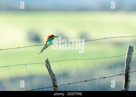 Oiseau coloré perché sur une clôture de fil de fer barbelé dans un paysage verdoyant luxuriant Banque D'Images
