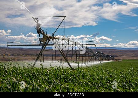 Alcova, Wyoming - arroseurs arrosent une culture qui pousse dans le désert du Wyoming. L'eau dans cette zone autrement sèche provient de la rivière North Platte voisine. Banque D'Images